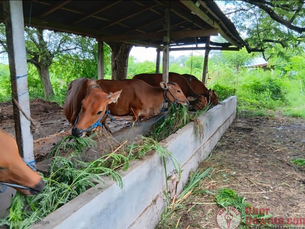 Kuota Cepat Terserap, Pemprov Bali Pastikan Pengiriman Sapi Sesuai Analisis Populasi