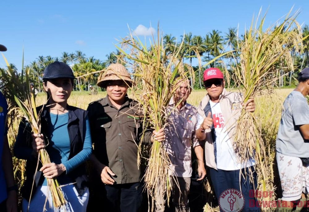 Bentuk Penguatan Benih Lokal Padi Sri Sedana di Panen Perdana
