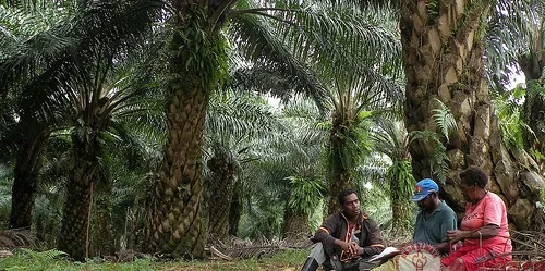 Pengembangan Sawit Papua Perkuat Ketahanan Nasional dan Lahirkan Pusat Ekonomi Baru