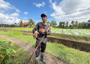 Petani Bunga Pacah Bertahan Hadapi Cuaca dan Fluktuasi Harga, KUR BRI Perkuat Modal Usaha