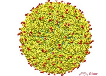 Dinkes Bali Pastikan Belum Ada Kasus Zika, Warga dan Wisatawan Diminta Tetap Waspada