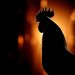 Pencurian Ayam Terjadi Lagi di Bali, Polisi Sita 2 Ayam Jantan